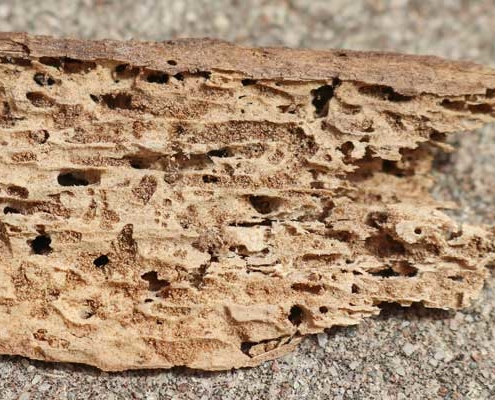 WDO Termite or Pest Inspection - wood showing termites